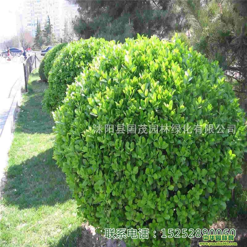 ļG@hʾGhͥ@·@С^оGС