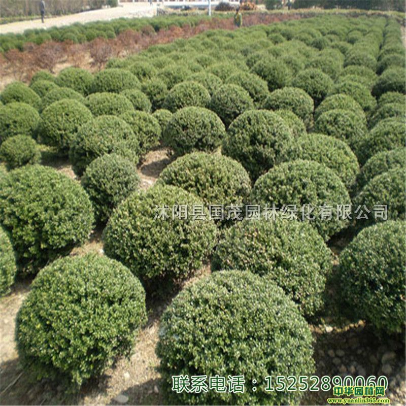 ׶򶹰궬GС@С^(q)ذl(f)؛l(f)