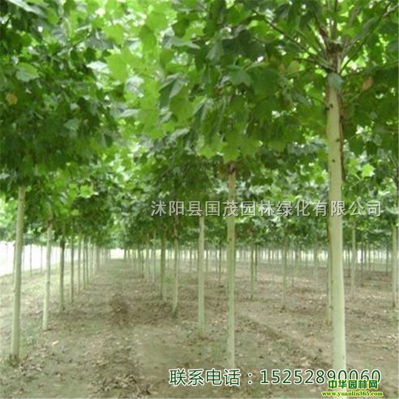 ͩС編ͩľͥaеоGַS