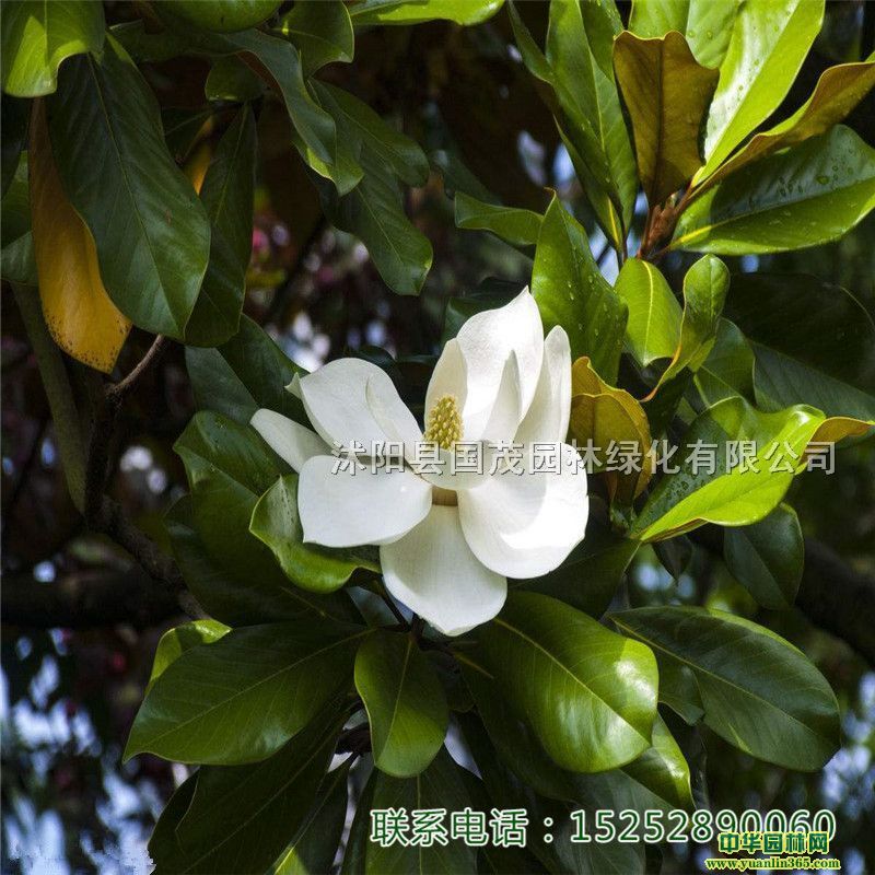 VmС(sh)籣o(h)h(hun)·Gļе(sh)Nذl(f)؛