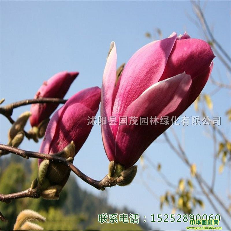 tmmľmС(sh)СֱN(xio)F(xin)(chng)@ֹ̾GСľ