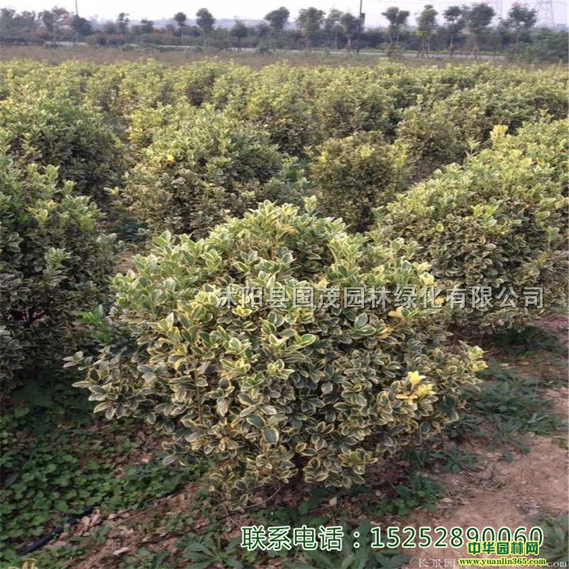 a؈r߅S򡢽߅S硢~SС硢ꌣ