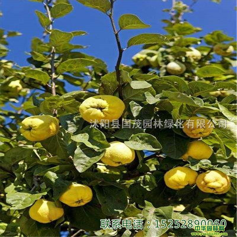 lľϘrƤľψrľϡr񃞻