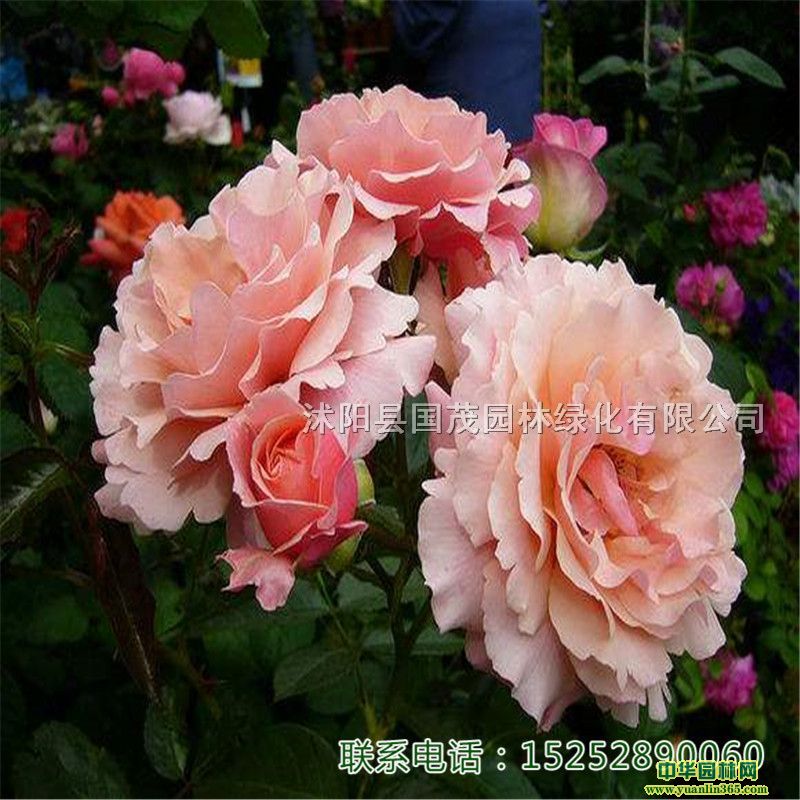 lT¼¼ƷN¼ر¼¼ٱ¼