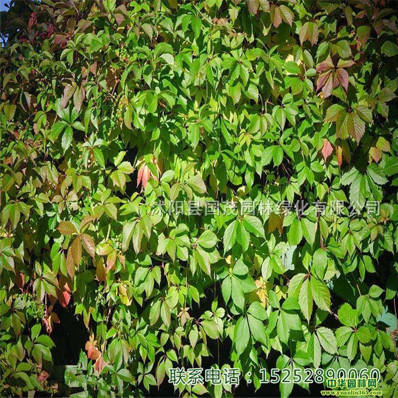 ~\ֱGƺرGȼbرֲɫľ