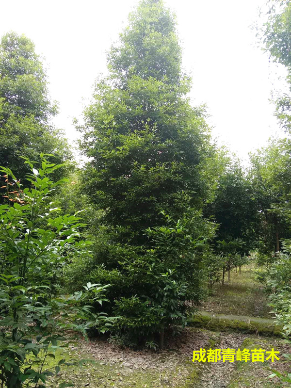 ˮɼľyӡù𡢙ѻȾGľ