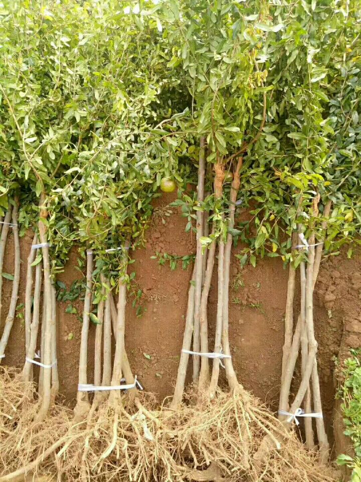 德州石榴樹基地