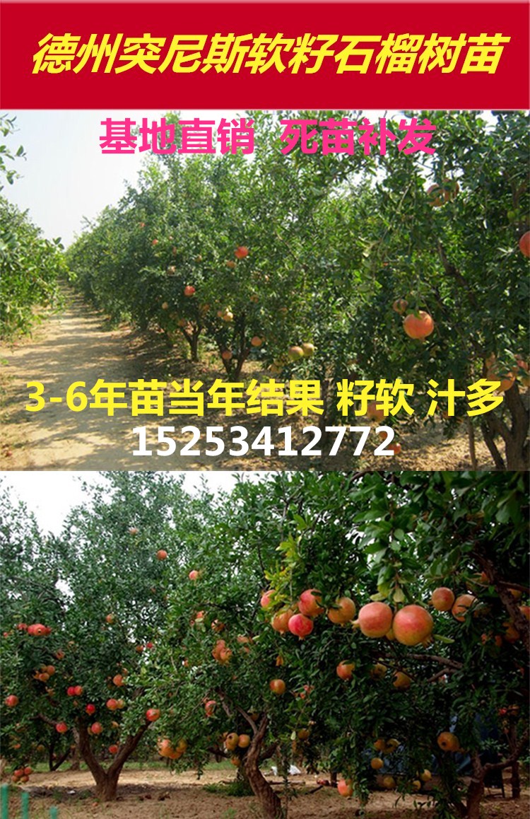 德州石榴樹基地