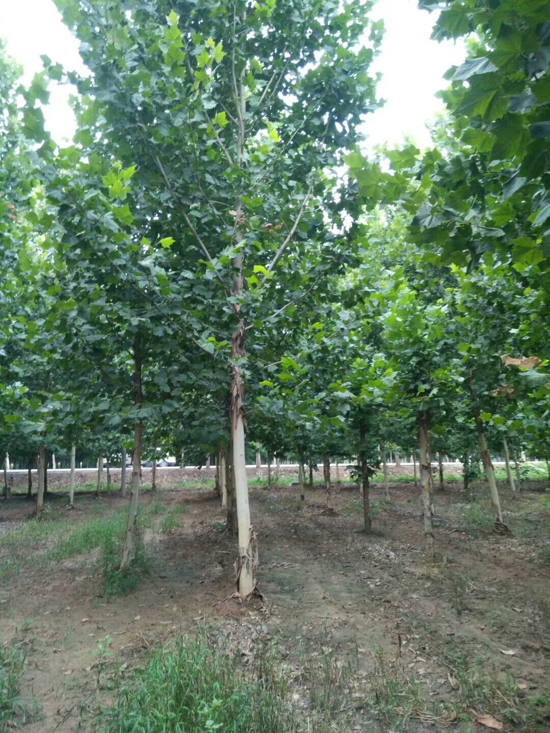 10公分法桐全冠、10公分法桐一年帽、10公分法桐