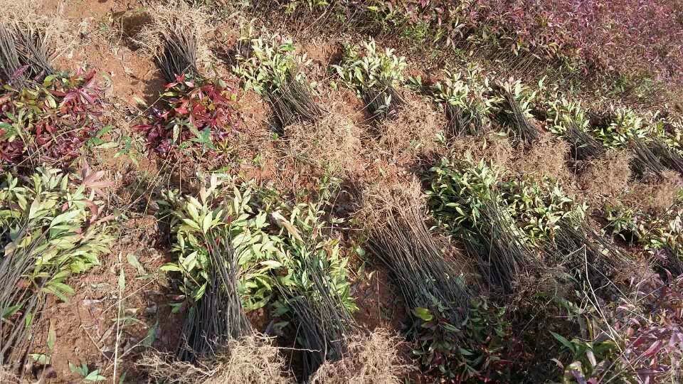 ľɘ硢һľС硢2-5ľ硢ľ