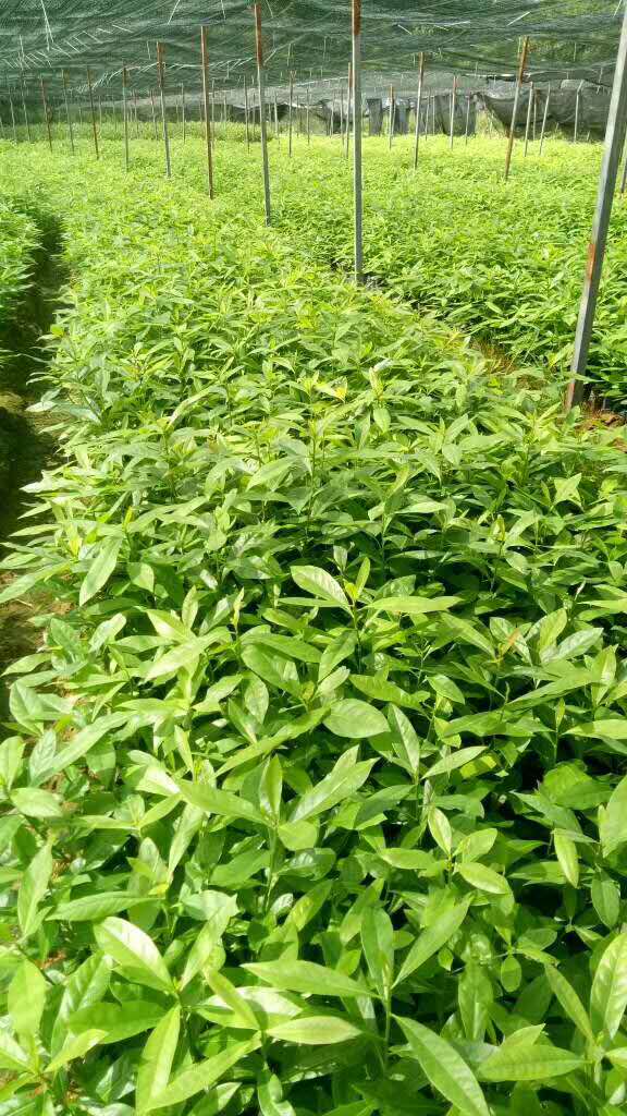 ľɱ硢ľɴ硢ľɠIB(yng)