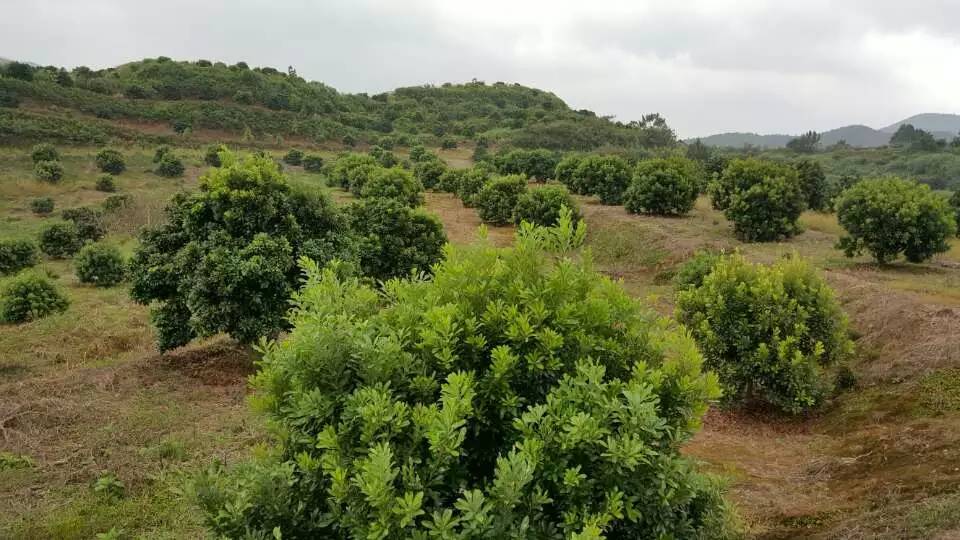 2׹ڷ÷硢2.5-3׹ڷ÷