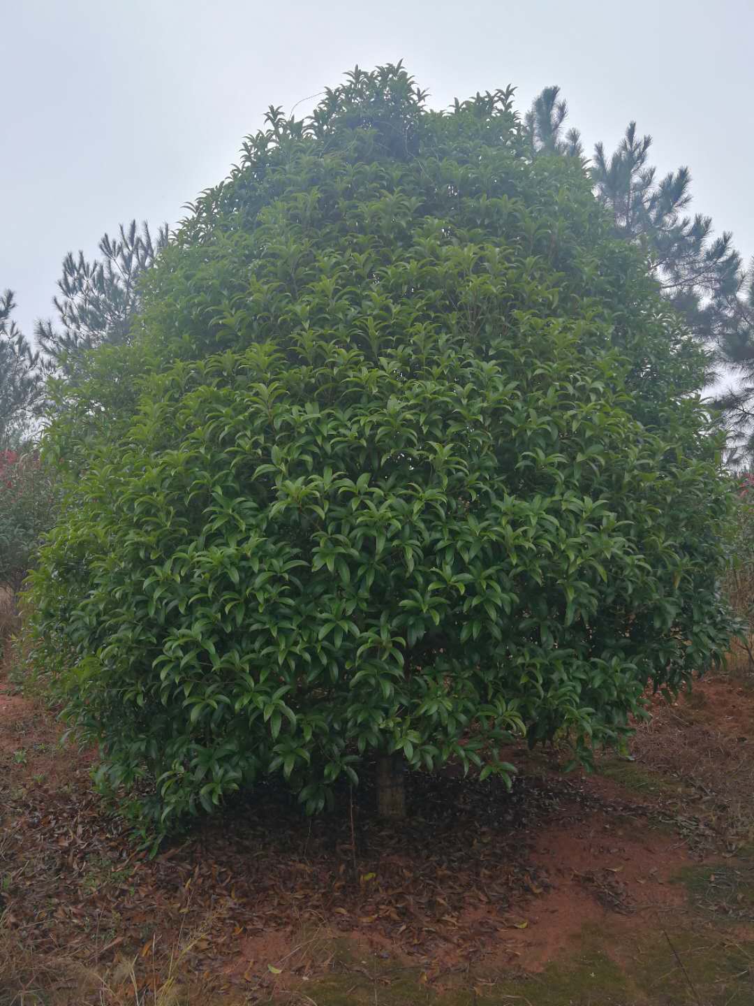 2.5-3׹ڷ𻨡3.5-4׹ڷ