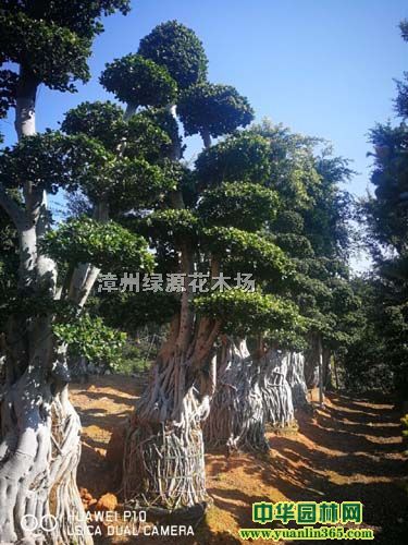 С~Ř^GԴa(chn)÷^2018؃rֱN