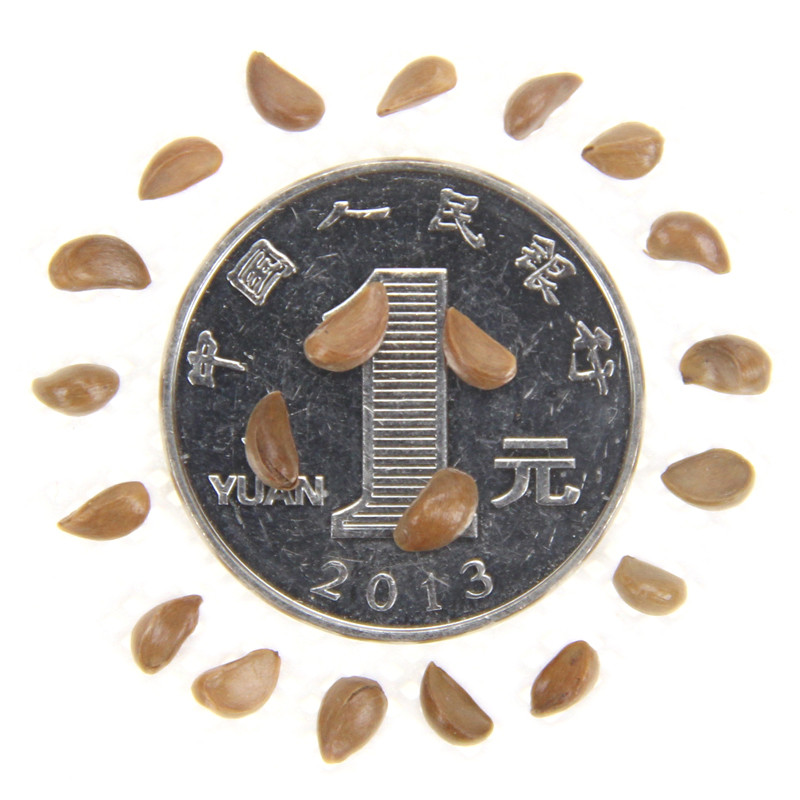 zĻľNӻľƺ߲˷NNl(f)ѿʸ