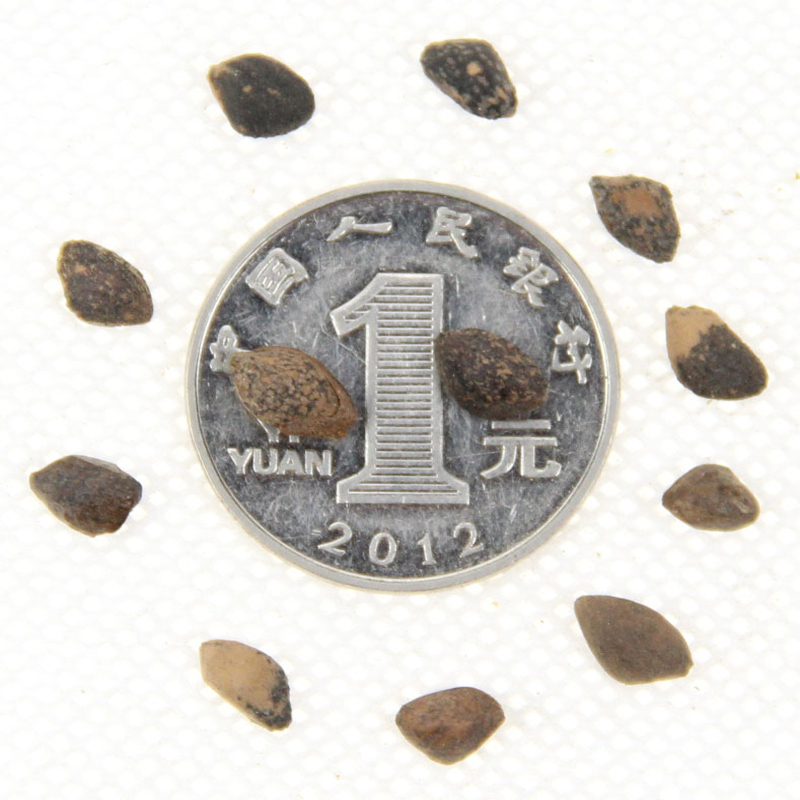 ɘNӻľľݻˎĹNѰlѿʸ