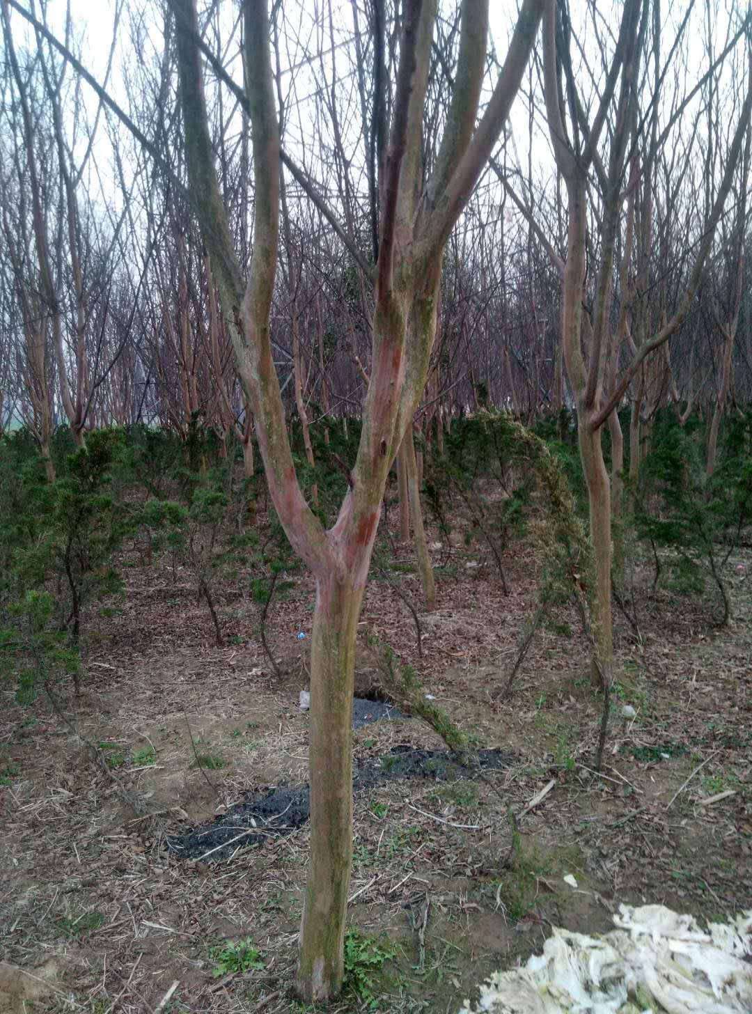 5CM6CM7CM8CM12CMޱС