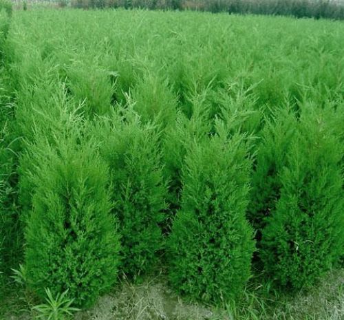 ֱNuء䁵ذءɳذءu