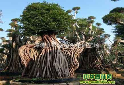 С~šС~Ńr񡢸С~Ż