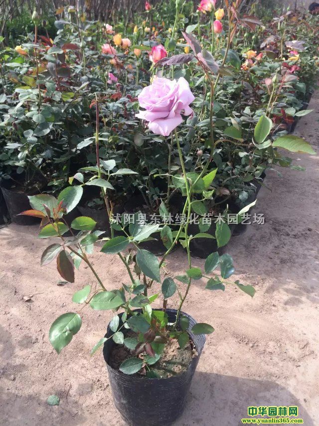 õ¼ƷN¼Wٱ¼(sh)¼(sh)¼