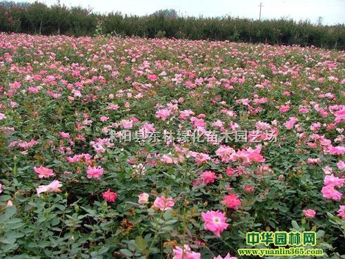 S¼tñ¼Sñ¼õ¼ķƷN¼