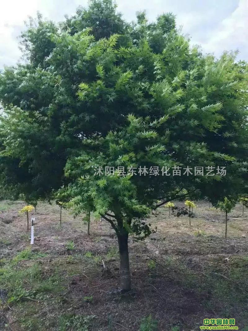 uצʡSɽ䡢ɡ~䡢t~Vmtm