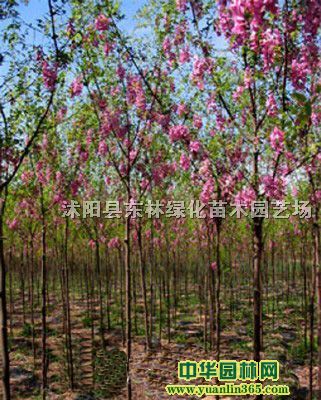 㻨S𻱡ϞֱSɽ(sh)z