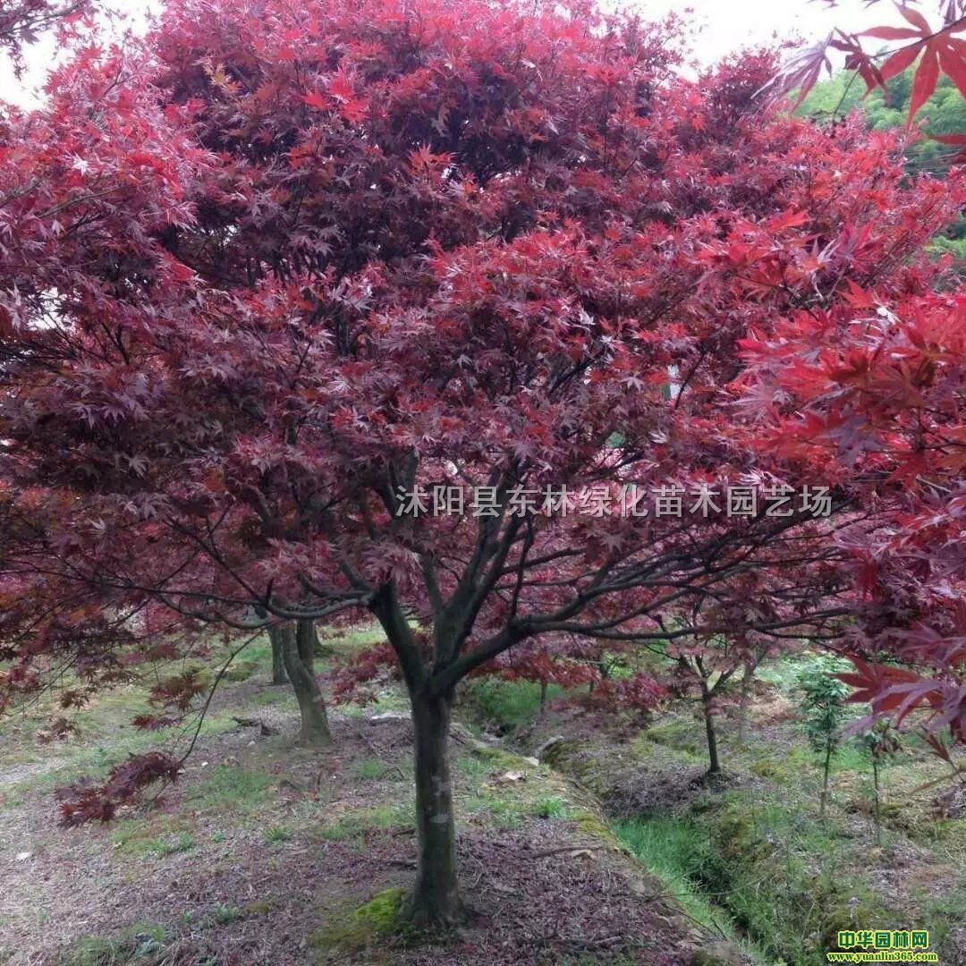 tzձѻyӡѩSBľ~