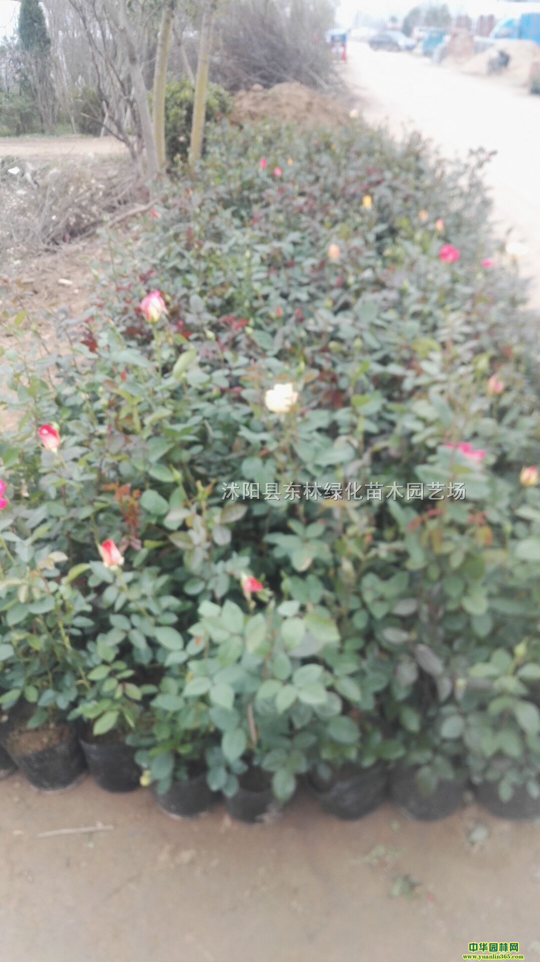 ƷN¼t~ʯ骡~ŮؑˮDBNt~С