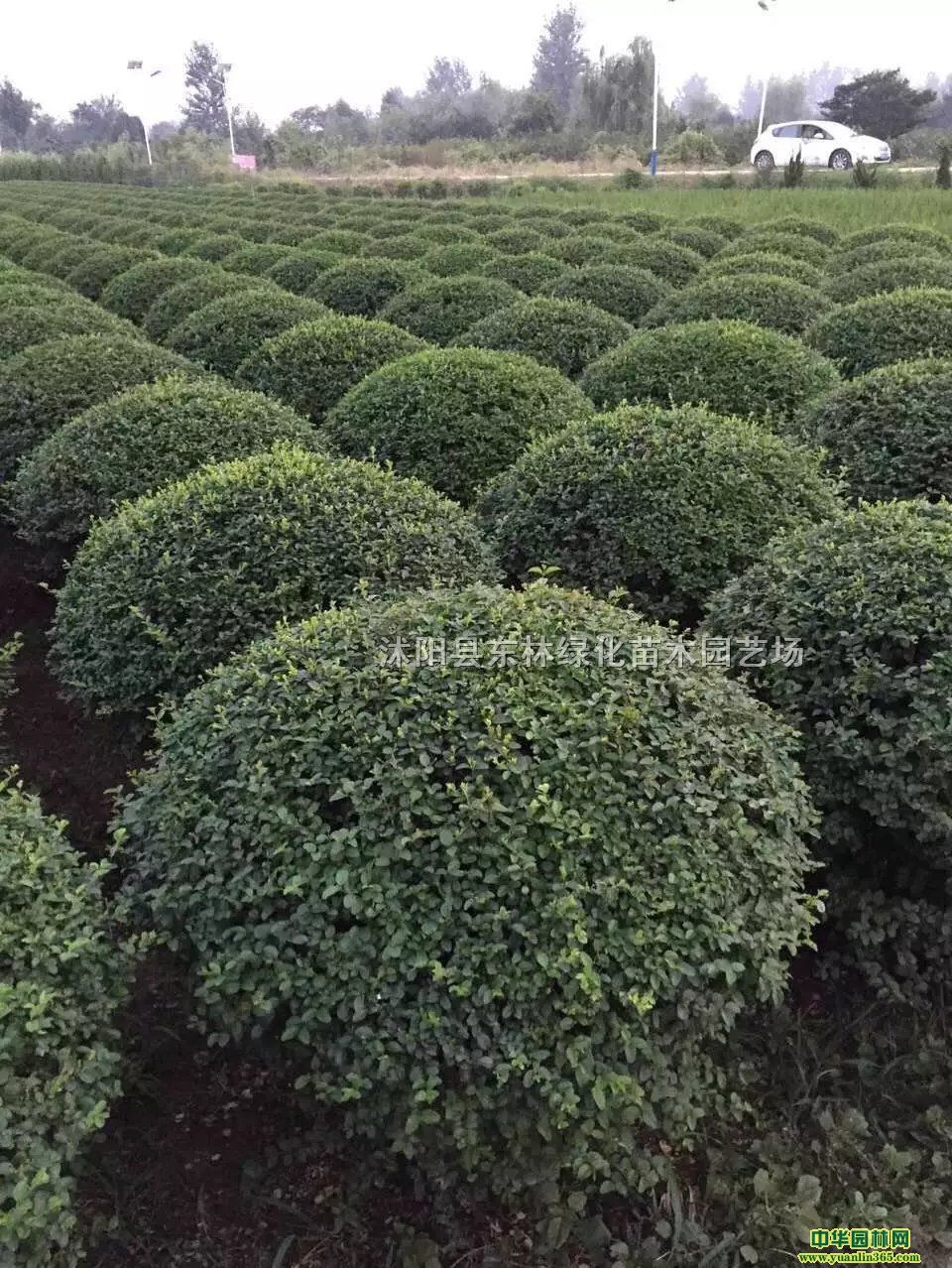 С~Ůؑ򡢽ɭŮؑ򡢹S򡢽~Ůؑlì