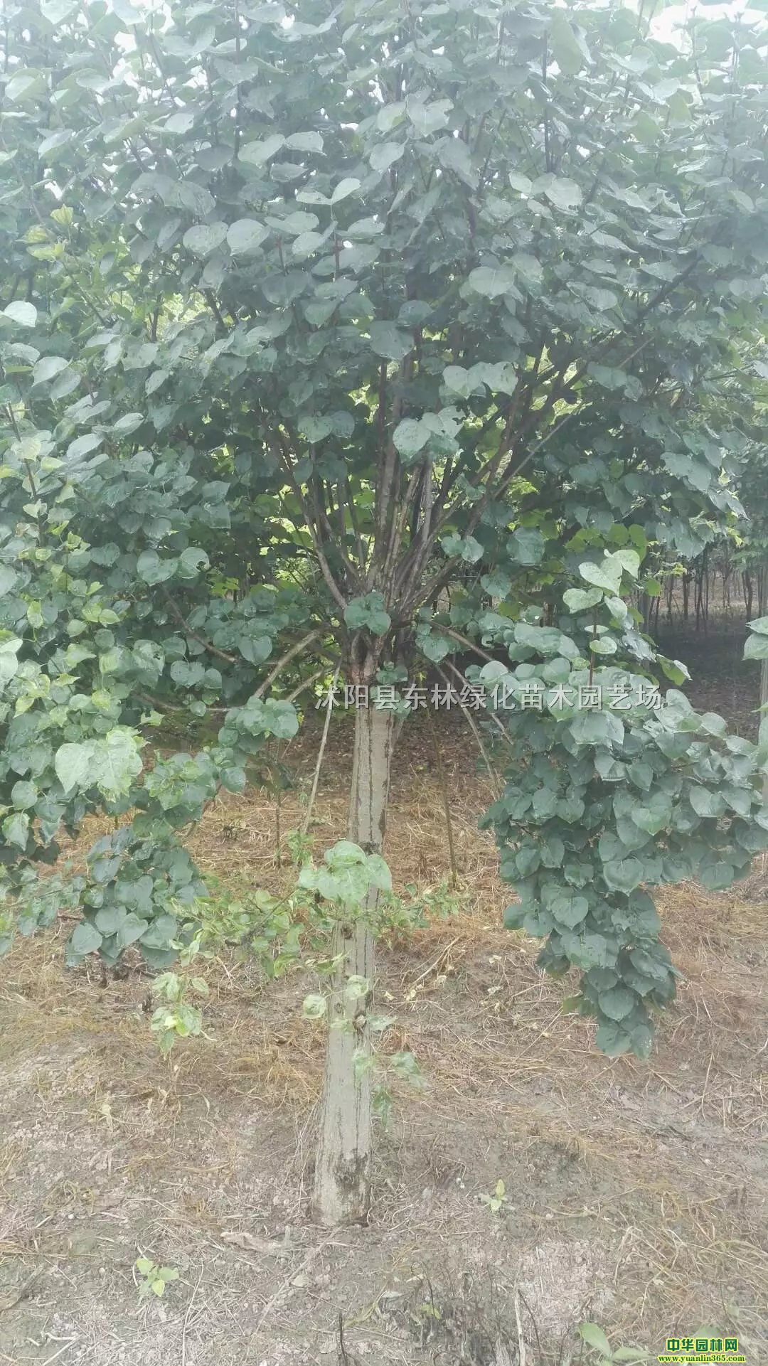 ϶㡢~ѩɡ_hɡRľNޱľϡt~