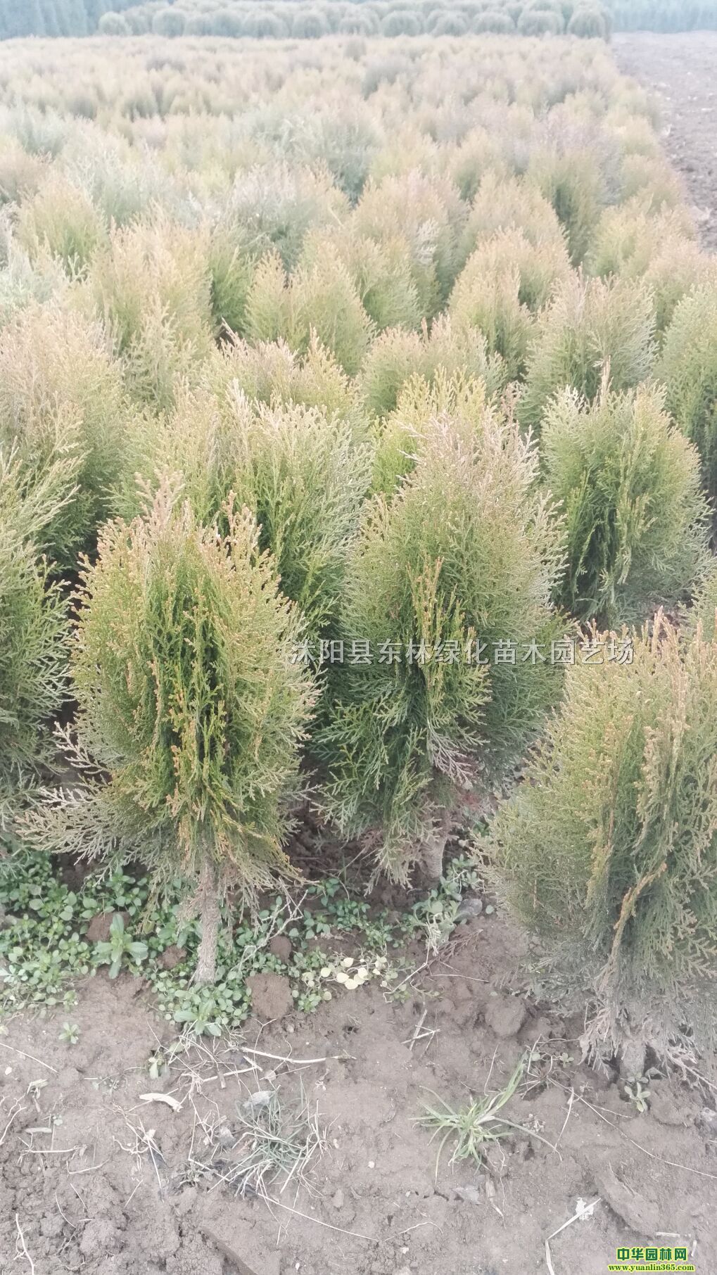 ظ߶30-40֡򡢵ذءɳذ