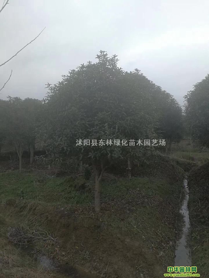 ¹r¹DƬ¹a(chn)ذ¹GľԻ