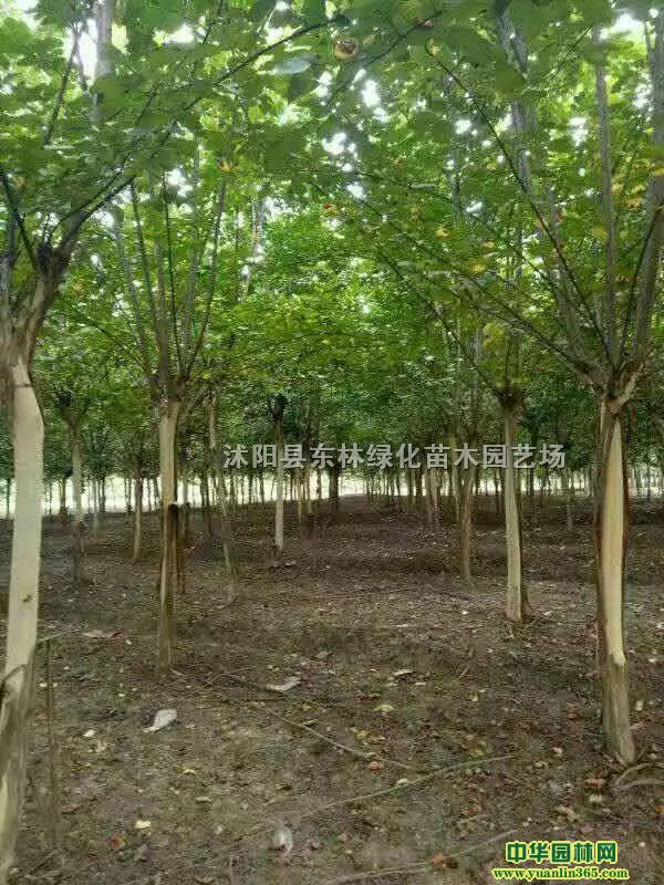 ռtrռtDƬռtaذռtGľԻ