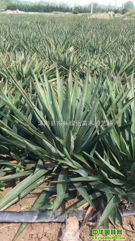 PβmrPβmDƬPβmaPβmGľԻ