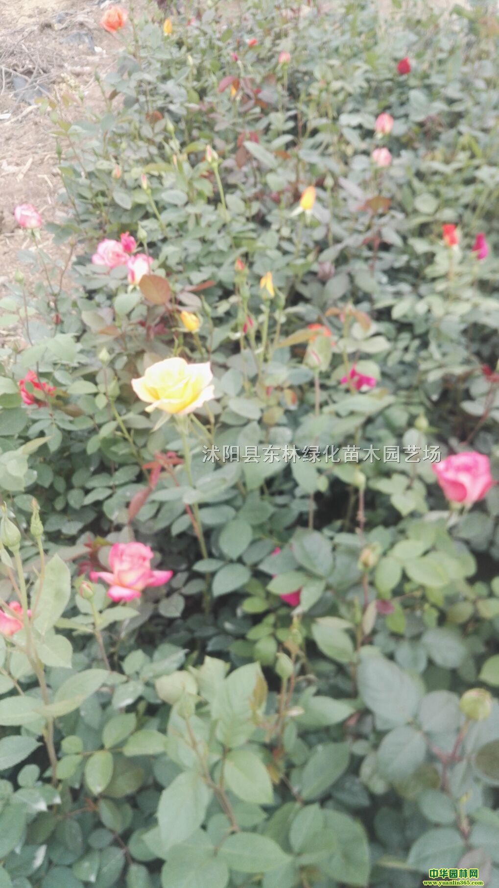 ¼r(ji)¼a(chn)ش¼GľԻ