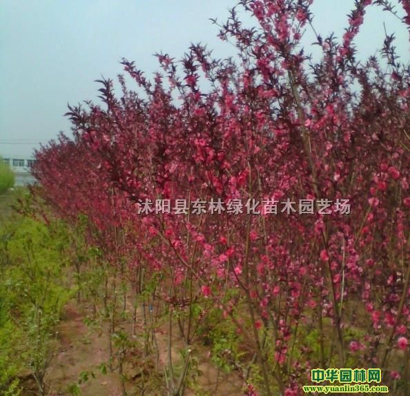 t~҃rt~Үaؼt~ҾGľԻ