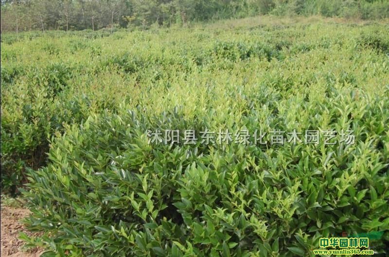 ձŮؑrձŮؑaձŮؑGľԻ