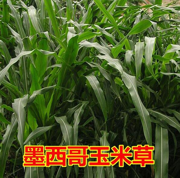 īײݷNӡ~12߮aBֳuţ~iݷNļ