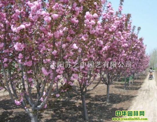 ѻѻձѻrѻDƬ