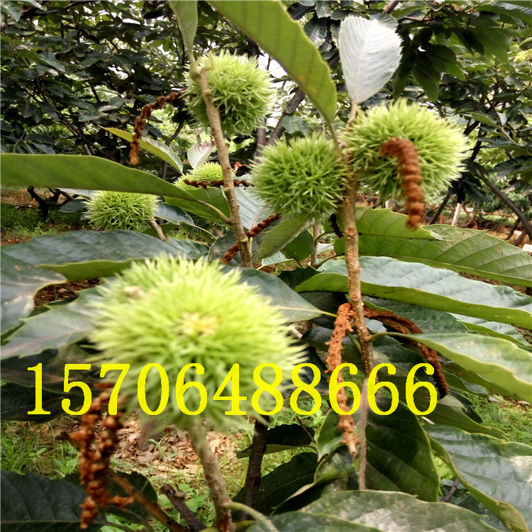 1ְr(ji)ASЈ(chng)r(ji)