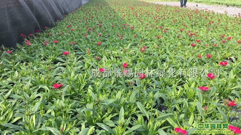 ʯNr(sh)ܴl(f)