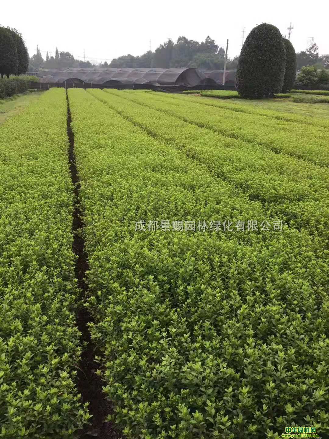 ëNa(chn)ֱl(f)ëNl(f)