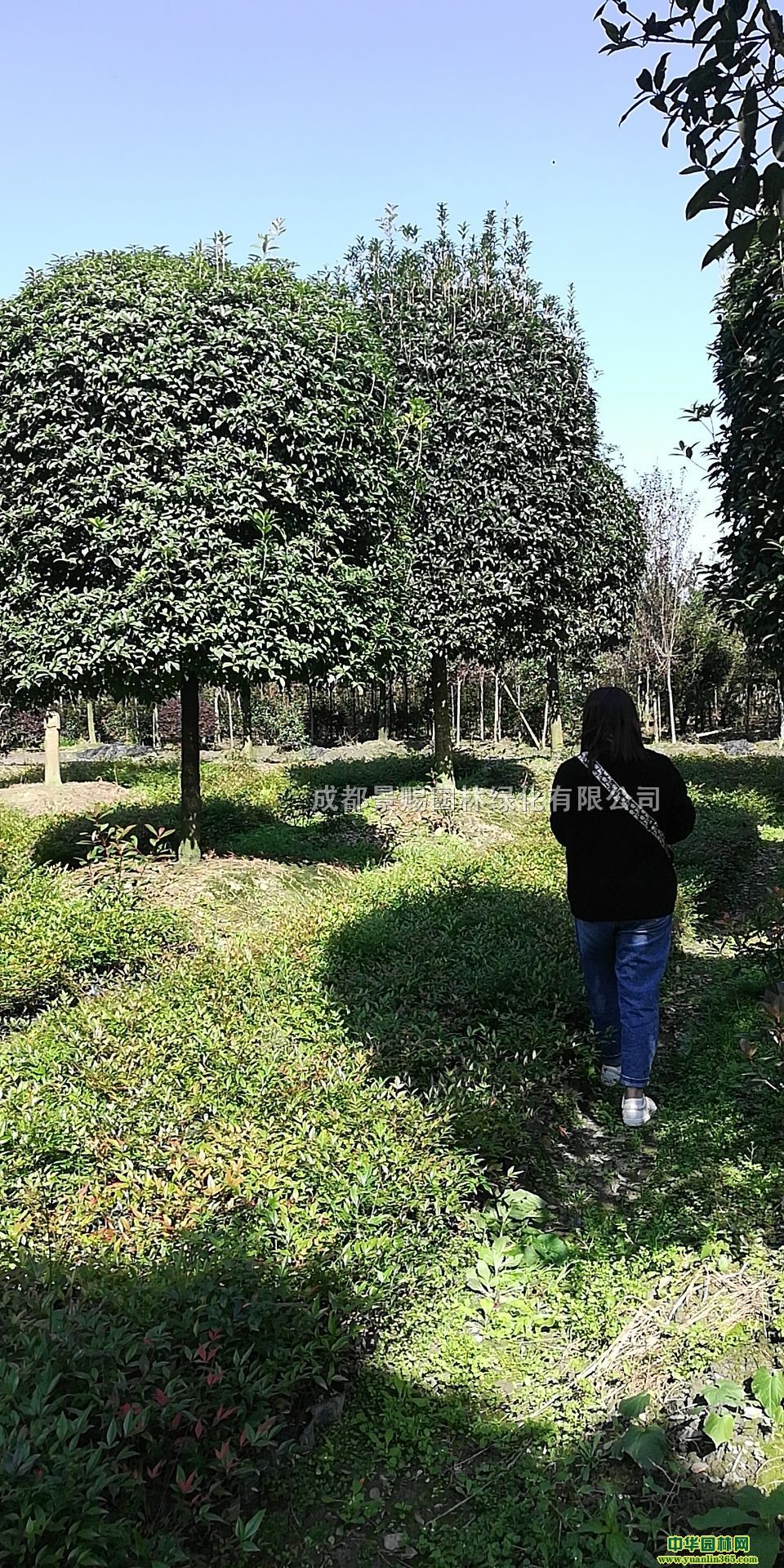 1516ֹ𻨴l(f)l(f)r(ji)