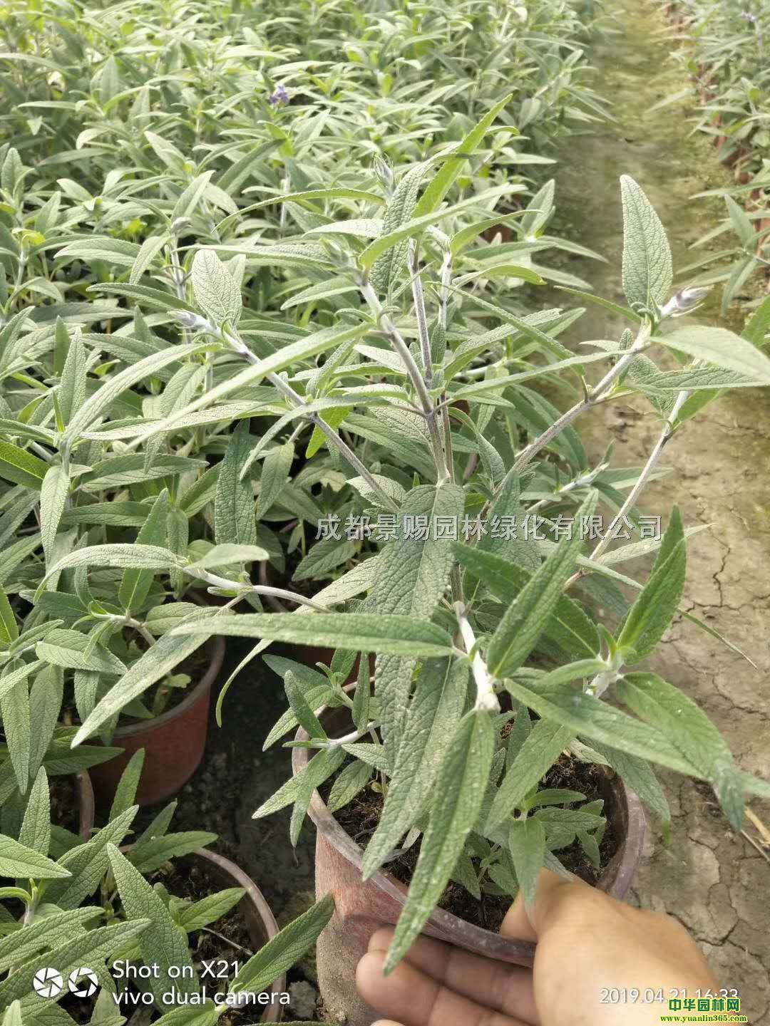 βԬF(xin)؛ֱl(f)r(yu)