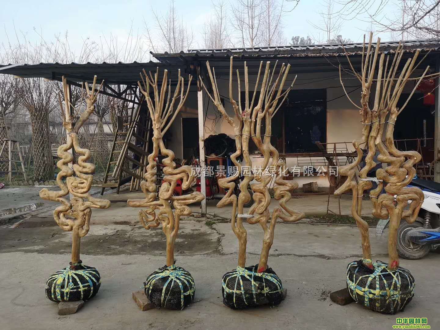 ޱˇgwϲޱƿޱͤ