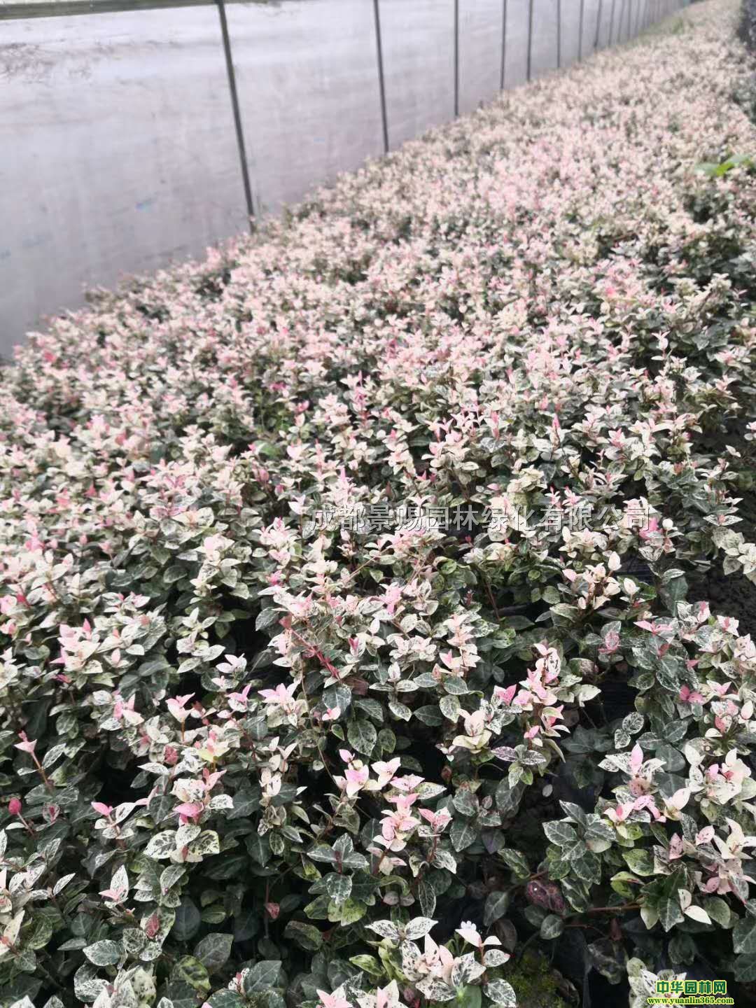 ~j(lu)ʯԴl(f)~j(lu)ʯ