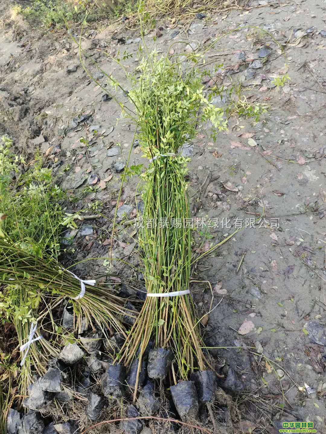 1-1.5׵ӭl(f)r(ji)ӭ