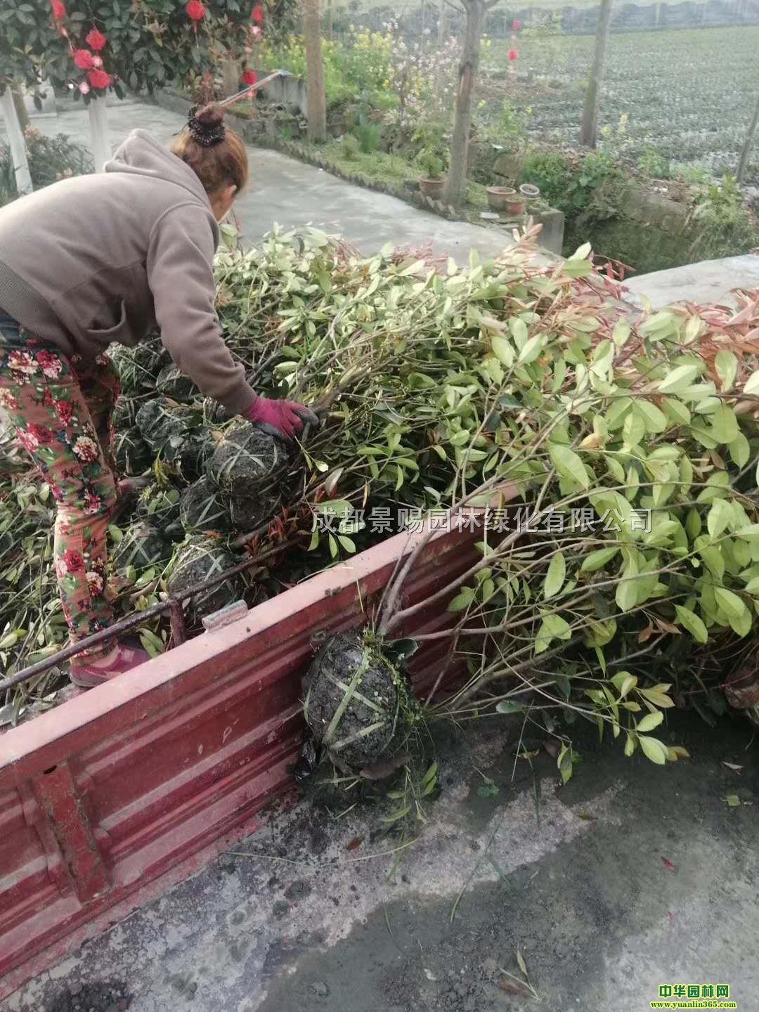 1-1.5׵ļt~ʯ骻\lrt~ʯԮaN