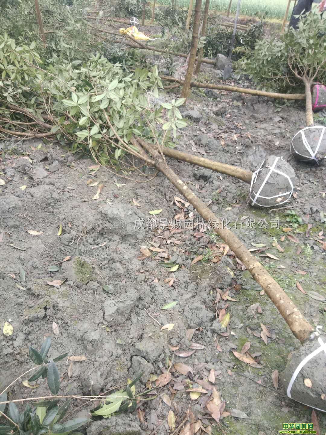 5-6ֵĹ𻨹̓rl(f)𻨻ֱ